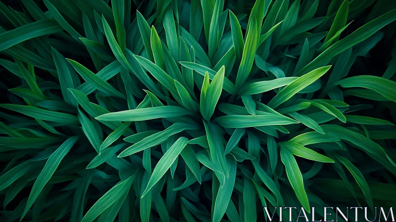 Top-down view shows dense cluster of elongated green leaves