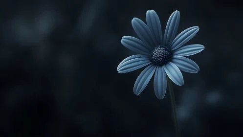 Blue Daisy Against Dark Background.