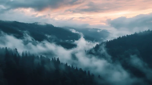 Mountain Valley Fog at Sunset with Coniferous Forest