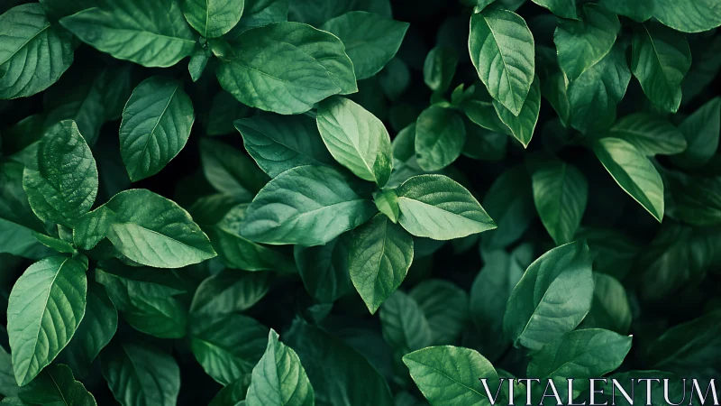 Top-down view records dense overlapping green foliage