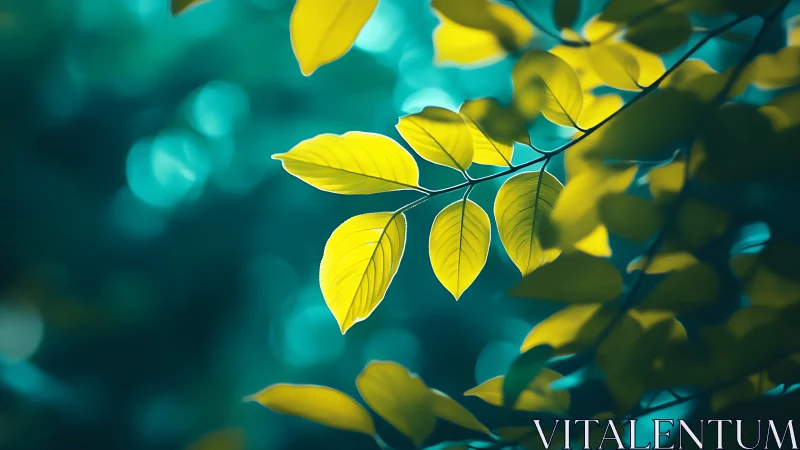 Sunlit Green Leaves with Soft Bokeh Background, Nature Photography.