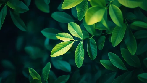 Green leaves closeup against dark natural background.