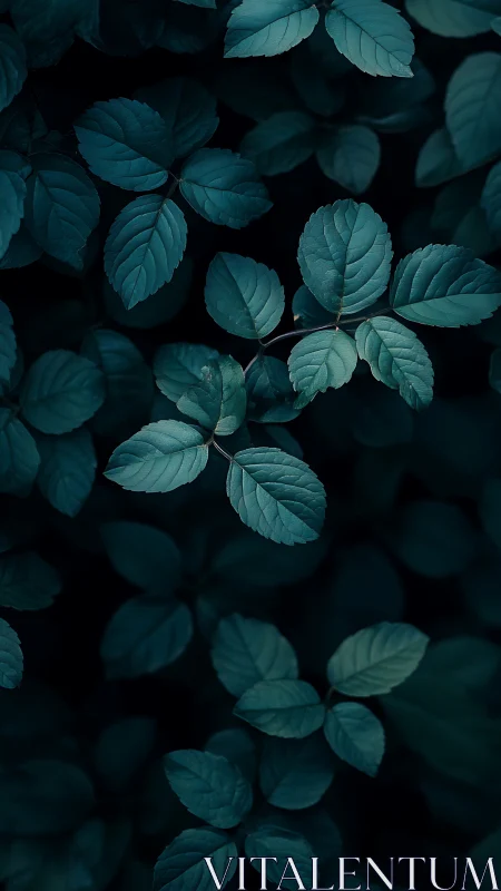 Dark teal leaves in soft light over deep shadow ground.