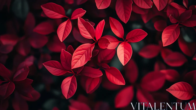 Scarlet leaves weave a velvety tapestry of whispered light.