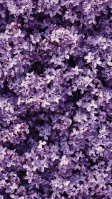 Dense Lilac Floral Composition with Chromatic Depth Gradation