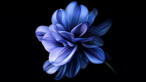 Blue Peony Blossom Against Black Background.