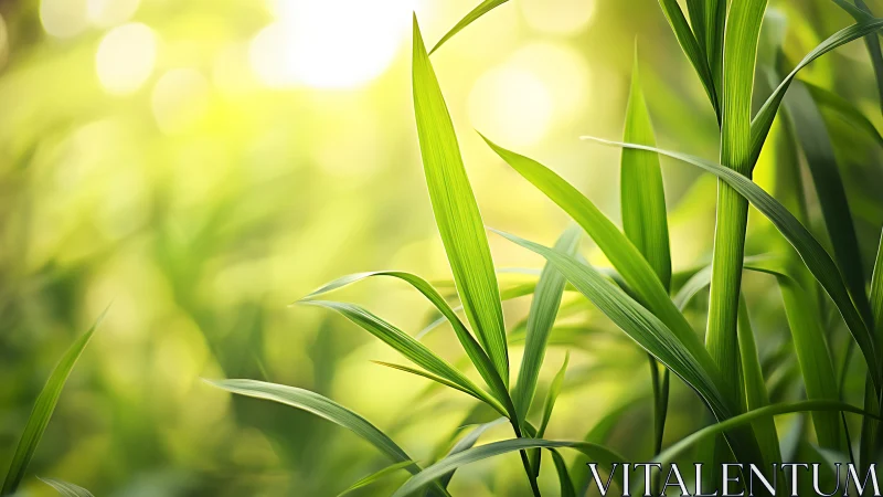 Lush Green Grass Blades in Sunlight, Soft Focus Nature Scene.