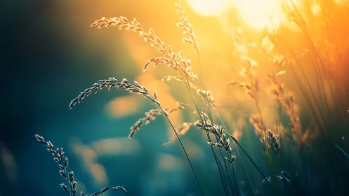 Backlit wild grass stems in warm sunset field glow.