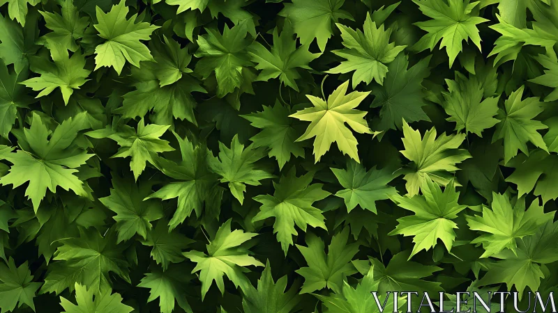 Dense maple foliage forms vivid overlapping green canopy
