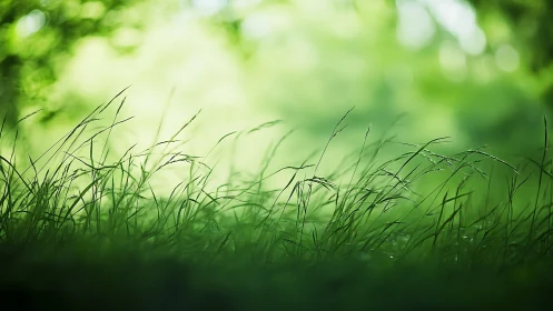 Close-up of wild grass in soft natural light, dreamy focus.