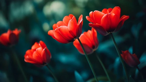 Red tulips photographed against blurred teal background foliage