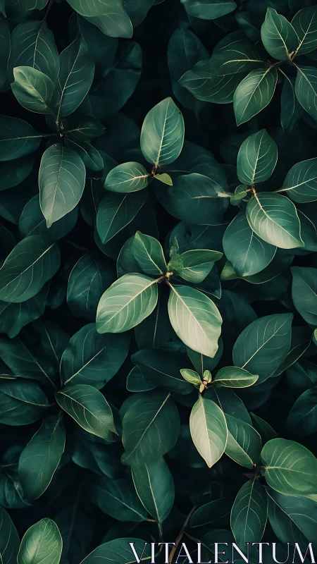 Gentle green leaves offering a quiet pocket of calm.