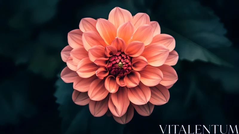 Coral Dahlia Bloom Against Teal Background