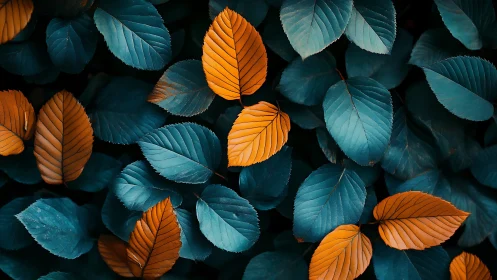 Orange leaves interrupt dense blue foliage with sharp contrast