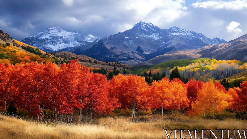 Blazing autumn aspens glow beneath calm snowcapped peaks