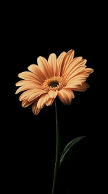 Coral Gerbera Daisy on Black Background.
