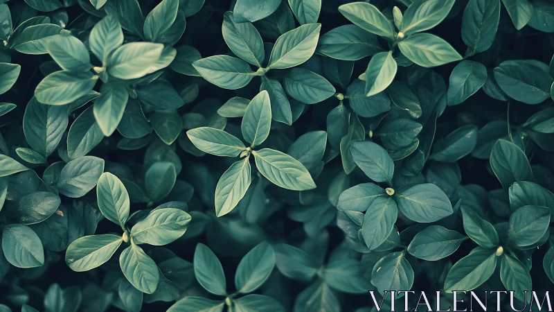 Dense green foliage forms layered carpet under soft light