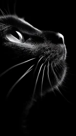 High-contrast black cat portrait with luminous slit pupils against void.