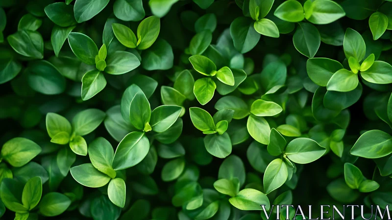 Gentle green leaf cluster inviting a quiet, cozy pause.