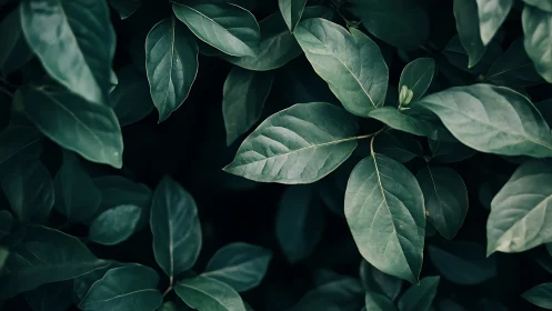 Calm green leaves resting softly in quiet evening shade.