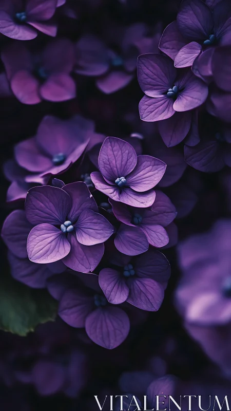 Purple hydrangea blooms captured in dramatic macro detail.