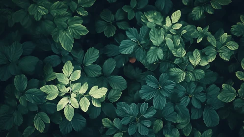 Whispered forest floor of emerald leaves in quiet spotlight.
