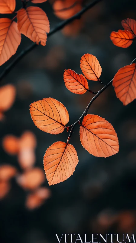 Macro study of autumn beech leaves on dark bokeh ground.