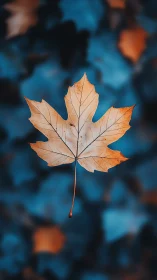 Lone maple leaf quietly glows against a midnight teal blur
