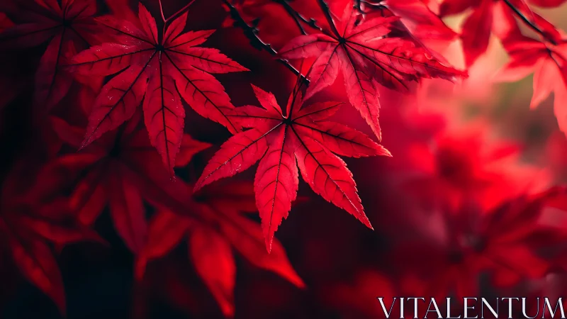 Crimson maple constellations glow in a velvet autumn hush.