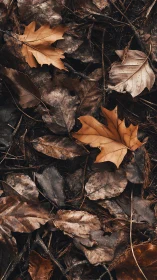 Dry autumn leaves cover forest floor in muted brown tones