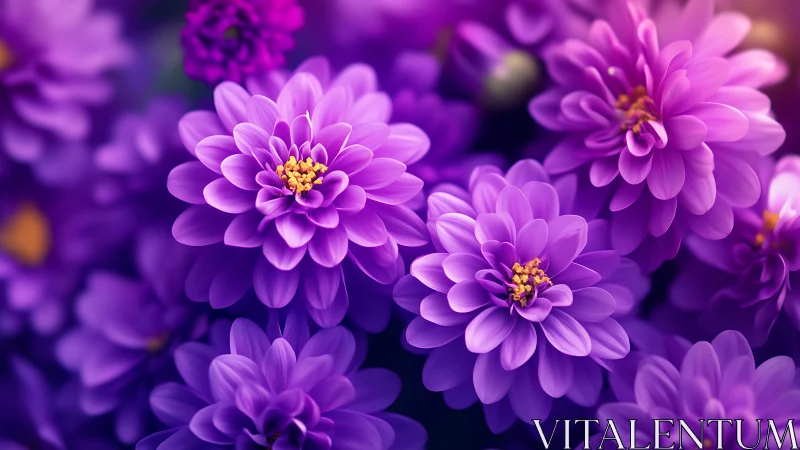 Purple Dahlias with Golden Centers in Soft Focus Bloom