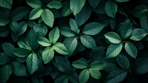 Layered green leaves form dense, shadowed forest ground