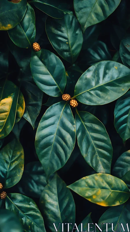 Lush green leaves cradling tiny berries in quiet shade.