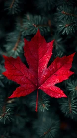 Red maple leaf glows against dark evergreen needles.