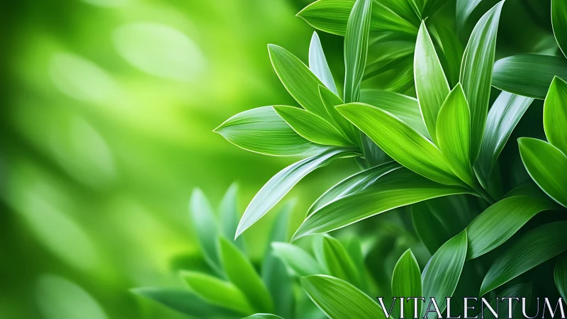 Soft morning light on lush green leaves in quiet focus.