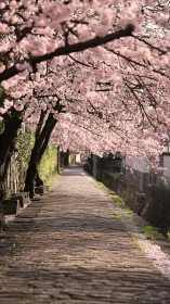 Stone walkway under blooming cherry blossom trees in spring.