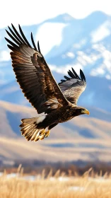 Golden eagle gliding over sunlit mountains in quiet focus.