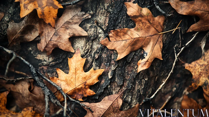 Macro study of fallen oak leaves on textured forest bark.