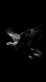 Soaring eagle in gentle light against a moonless sky.