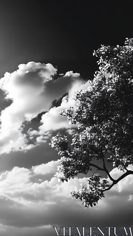 High-contrast grayscale sky study with silhouetted tree canopy