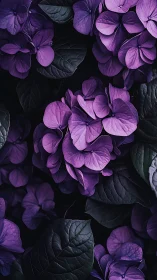 Purple Hydrangea Clusters: Nighttime Botanical Macro Study.