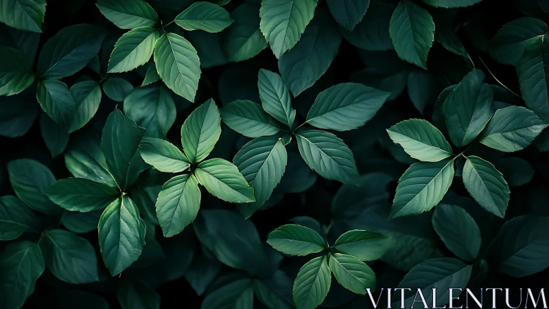 Layered green leaves form dense, shadowed forest ground