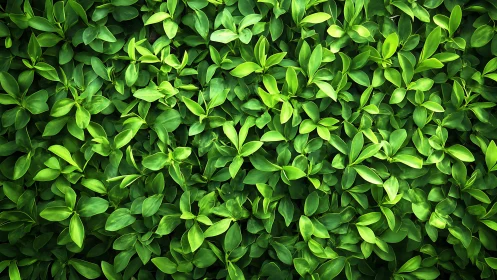 Lush green foliage pattern under soft diffused daylight.