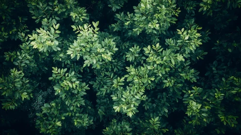 Dense forest canopy captured from overhead with uniform foliage