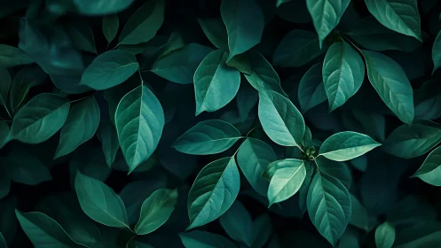 Moody teal foliage spreads in a calm, softly lit pattern