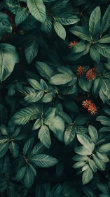 Dense green foliage with small red flower clusters.