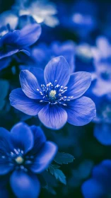 Delicate Blue Flowers Bloom in Stunning Close Detail