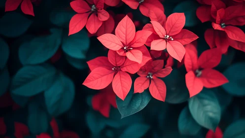 Red poinsettia bracts form dense cluster over dark foliage