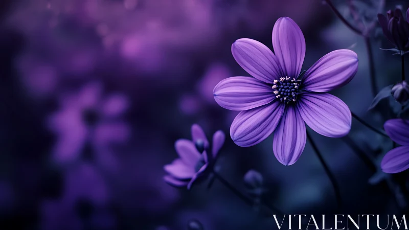 Purple Cosmos Flower in Soft Focus Garden Setting.