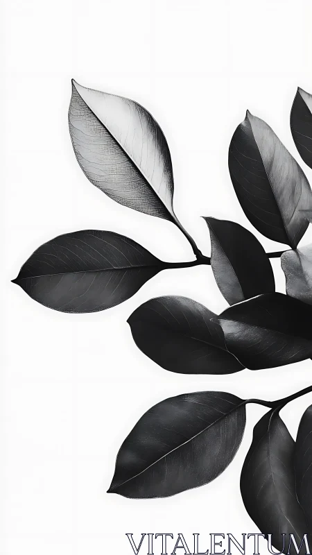 Monochrome rubber plant leaves on clean white background.
